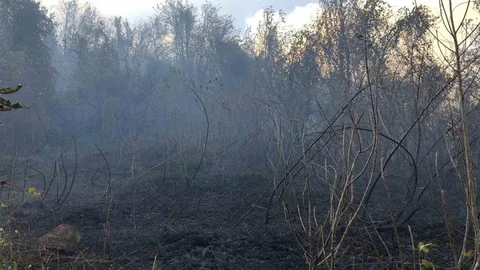 Artvin Hopa'da Yangın Tehlikesi