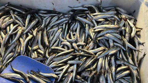 Düzce'de Hamsi Bolluğu Yaşanıyor