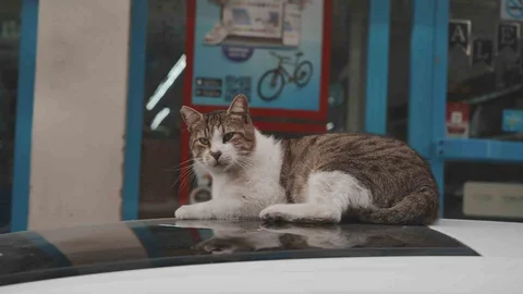 Kocaeli'de Sokak Kedileri Marketleri Tercih Ediyor