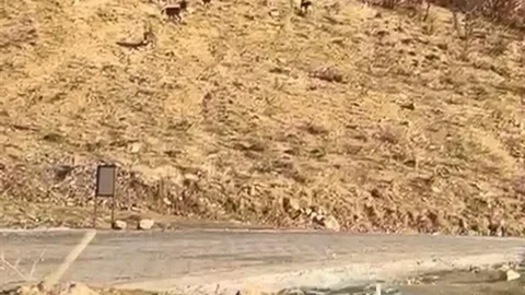 Elazığ'da Dağ Keçileri Görüntülendi