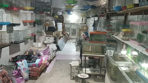 Adıyaman'da 9 Papağan Hırsızlığı