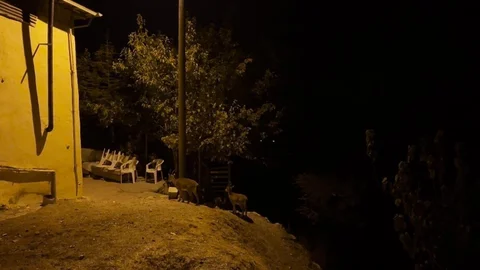 Tunceli'de Dağ Keçileri Evlerde Görüntülendi