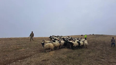 Muş'ta Kaybolan Küçükbaş Hayvanlar Bulundu