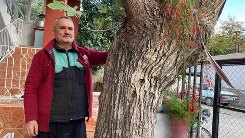 Osmaniye'de Dut Gövdesinde İncir Yetişti