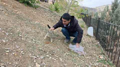 Siverek'te Sahipsiz Kedilere Mama Desteği