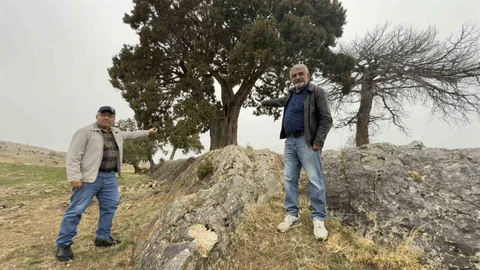 Tokat'ta 508 Yaşındaki Ardıç Ağacı Tescil İstiyor