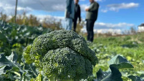 Bursa'da Brokoli Fiyatları Uçtu