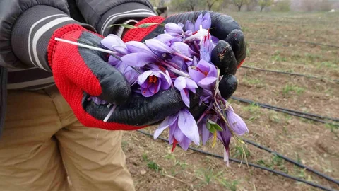 Malatya'da Yüksek Fiyatlı Safran Talebi Artıyor