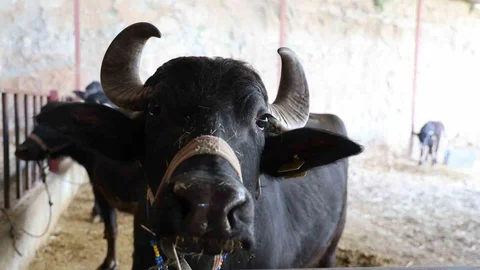 Manda Yetiştiriciliği Aydın'da Önem Kazanıyor