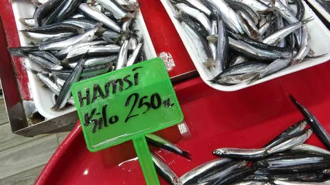 Çanakkale'de Hamsi Bolluğu Sorun Yarattı
