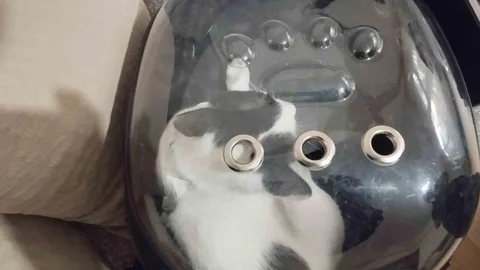 Kayseri'de Havalandırma Boşluğuna Düşen Kedi Kurtarıldı