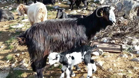 Keçilerin Geleceği İçin 13 Öneri