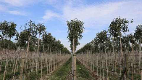Muradiye Fidanlığı'nın Fidan Üretimi Devam Ediyor