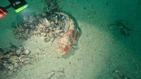 Marmara Denizi'nin Ekolojik Durumu İnceleniyor