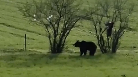 Çanakkale'de Ayı Görüntülendi