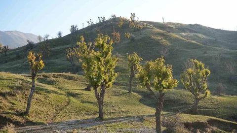 Muş'ta Meşe Ağaçları Kışın Yeşerdi