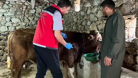 Giresun'da 450 Bin Hayvan Aşılandı