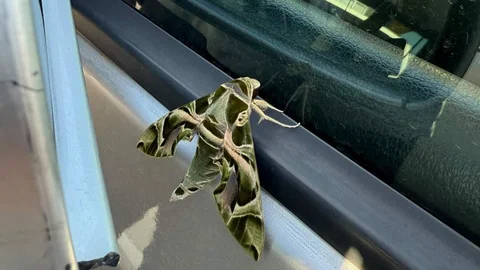 Mersin’de Kamuflaj Ustası Mekik Kelebeği Araç Üzerinde Görüntülendi!