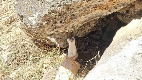 Hakkari'de Nesli Tükenen Gelincik Görüntülendi