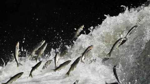 İnci Kefali Tehdit Altında