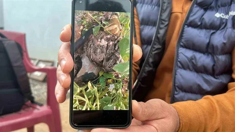 Hatay'da Merhametli Çiftçi Tavşanları Yakaladı