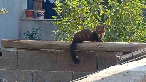 Osmaniye'de Nadir Görülen Sansar