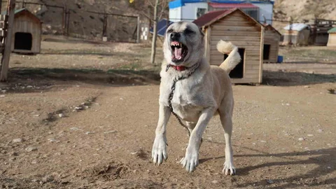 Kangallar Kışa Hazırlanıyor, Kar Yağışını Bekliyorlar