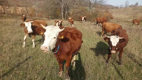 Samsun'da 2026 Şap Aşılama Programı Başladı