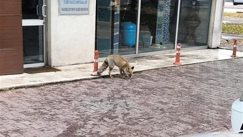 Kayseri'de Yiyecek Arayan Tilki Görüntülendi