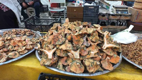 Balıkesir'de Mantar Bereketi Yağmurlar Sonrası Başladı