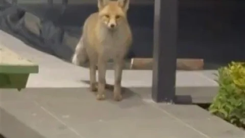 Erzincan'da Tilki Kedi Mamalarını Yedi