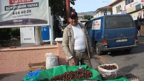 Aydın'da Kestane Hasadı Devam Ediyor