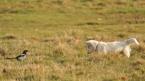 Beyaz Köpek Van Kedisi Zannedildi