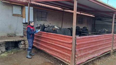 Afyonkarahisar'da Mandaların Islahı Projesi Devam Ediyor