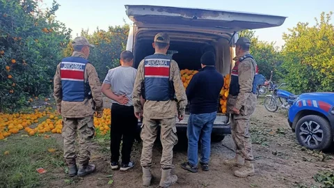 Hatay'da Portakal Hırsızları Suçüstü Yakalandı