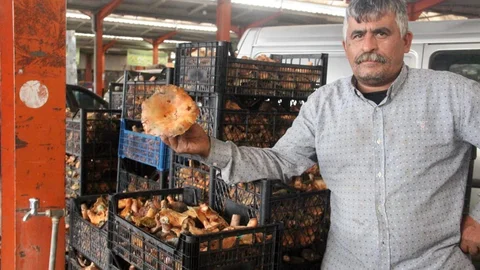 Bayramiç’te Kanlıca Mantarı Geçim Kaynağı