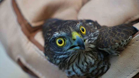 Muş'ta Yaralı Atmaca Tedavi Altına Alındı