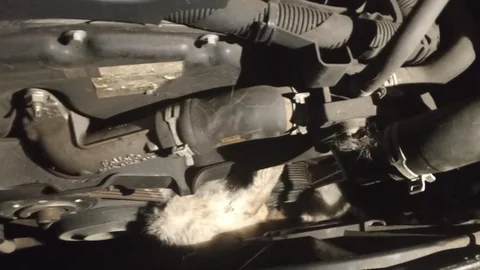 Karabük'te Minibüs Motoruna Sıkışan Kedi Kurtarıldı