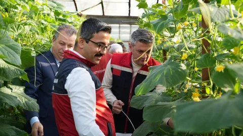 Aydıncık'ta Salatalık Sezonu Açıldı: İlk Hasat Protokolün Katılımıyla Gerçekleşti