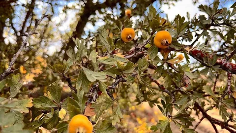 Aydın'da Alıç Meyvesine İlgi Artıyor