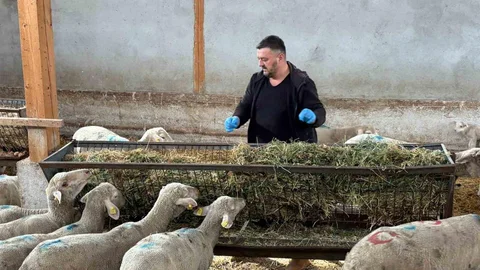 Bursa'da Şap Hastalığı Üreticileri Zorluyor