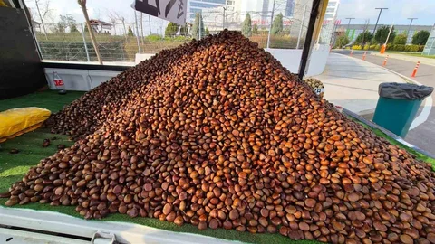 Kestane Sezonu Tekirdağ'da Başladı