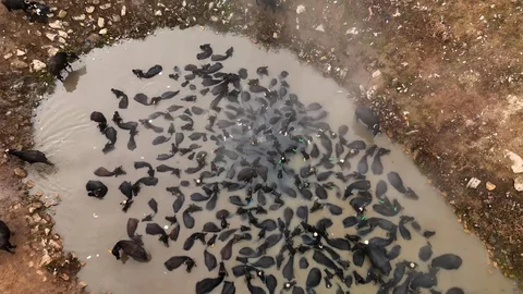 Bitlis'te Mandaların Kaplıca Keyfi