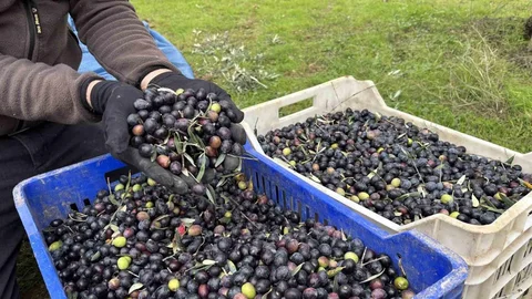 Osmaneli'nde Zeytin Hasadı Sona Erdi