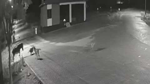 Konya'da Aç Kurtlar Eşeğe Saldırdı