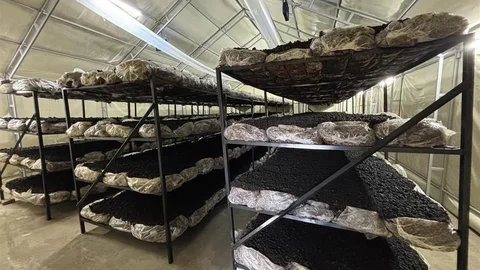 Bolu'da Yeni Mantar Tesisi Açıldı