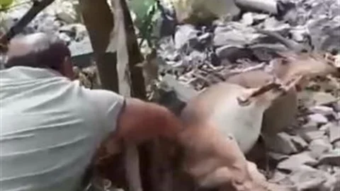 Yaban Keçisi Bahçede Uyuyakaldı