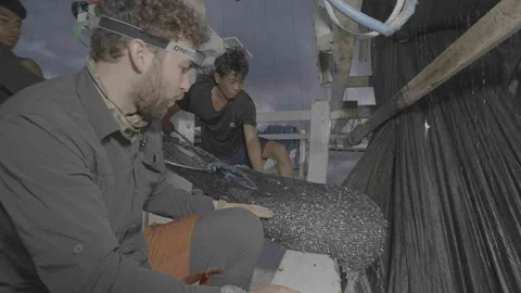 Endonezya'da Balina Köpekbalığı Kurtarıldı