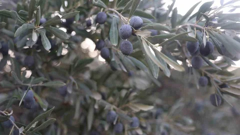 Kuraklık zeytin hasadında yağ verimini olumsuz etkiledi