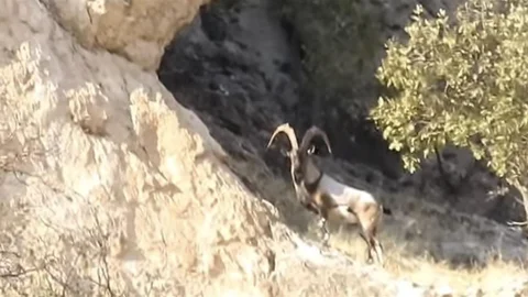 Diyarbakır'da Dağ Keçileri Görüntülendi